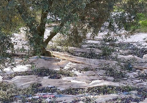 Kuruluş